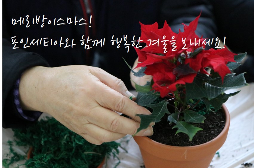 메리방이스마스! 포인세티아와 따뜻한 겨울을 보내세요^^