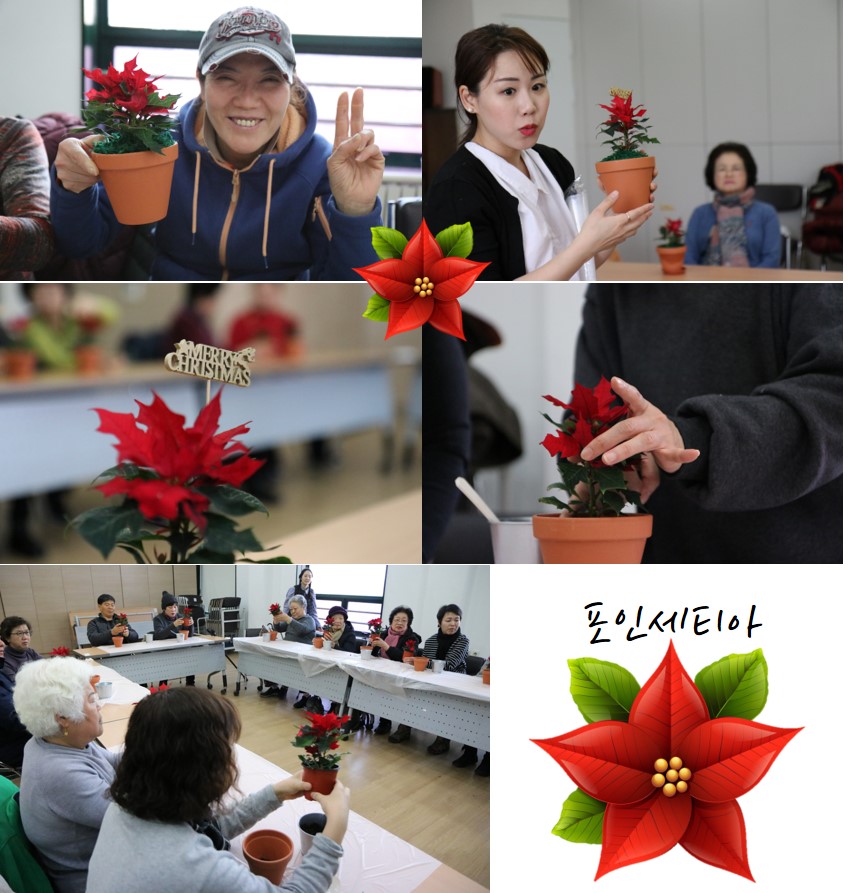 메리방이스마스! 포인세티아와 따뜻한 겨울을 보내세요^^