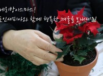 포인세티아 1.jpg