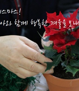 포인세티아 1.jpg